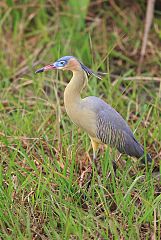 Whistling Heron